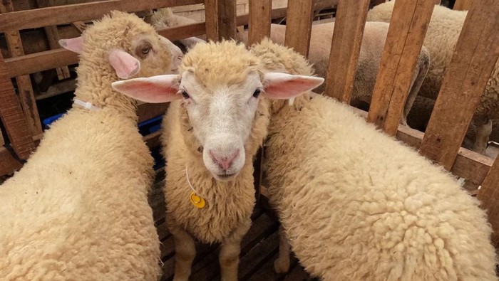 Universitas Pancasila bersama Asosiasi Penggiat Keruminansian Nuswantara (APKN) meluncurkan program Smart Farming untuk peternakan kambing dengan teknologi Radio Frequency Identification (RFID). Sistem ini memudahkan pencatatan tumbuh kembang ternak secara real-time.