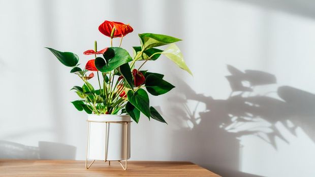 House plant red Anthurium in modern white flower pot on a wooden console under sunlight and shadows on a white gray wall. Biophilia in minimalist Scandinavian style living room design. Copy space
