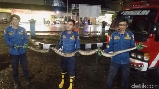 Ular sanca batik dievakuasi Damkar Sumedang.