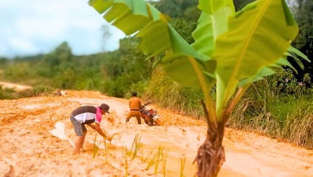 Warga tanam padi dan pisang di jalan rusak berlumpur di Krayan, Nunukan, Kalimantan Utara.