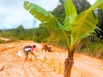 Warga Krayan Nunukan Tanam Padi dan Pisang di Jalan Poros Berlumpur