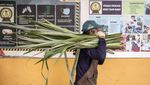 Dari Limbah Jadi Fashion, Serat Daun Nanas Subang Tembus Pasar Dunia