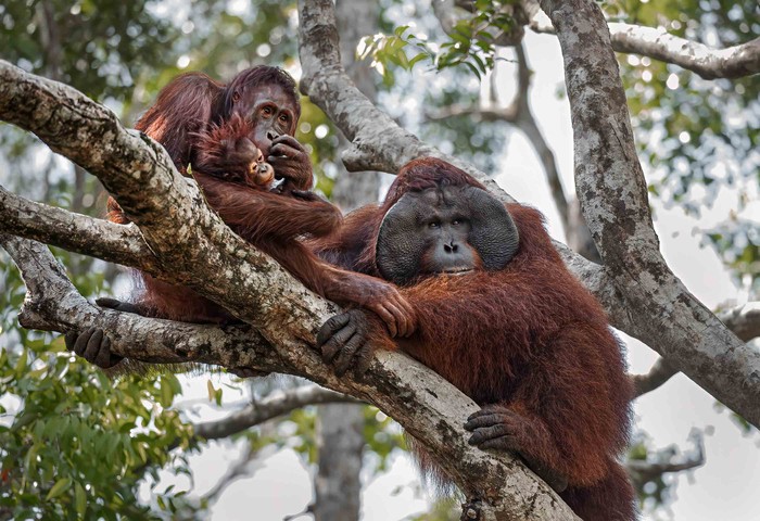 Orang utan Kalimantan