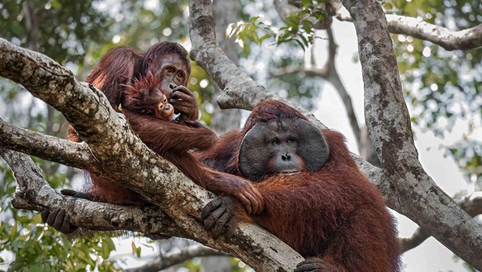 Orang utan Kalimantan