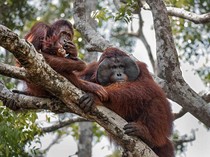 Ayo ke Taman Nasional Kutai, Rumah Orang Utan Kalimantan