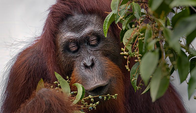 Orang utan Kalimantan