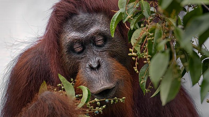 Orang utan Kalimantan