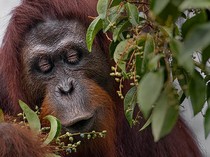 Pola Hidup Sehat Ala Orang Utan Kalimantan