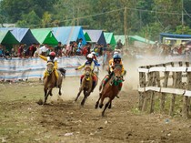 Mengenal 3 Jenis Kuda di NTB: Sumbawa, Bima, dan Lombok
