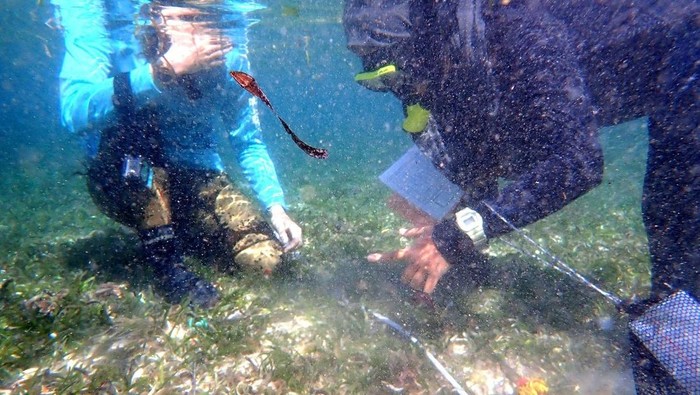 Pengukuran lamun di pantai Malang Selatan