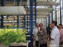 Pertanian Hidroponik Cilandak Jadi Sorotan Gubernur Pramono
