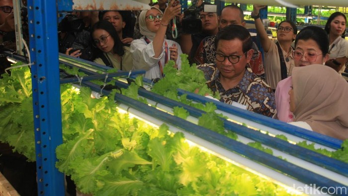 Gubernur DKI Jakarta Pramono Anung didampingi istrinya, Endang Nugrahani, meninjau pertanian vertikal di kawasan Cilandak, Jakarta Selatan, Kamis (18/9/2025).