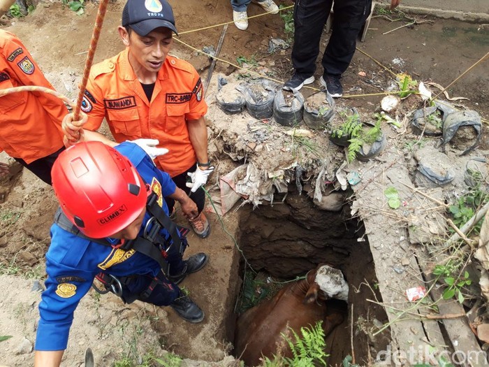 Damkar dan TRC BPBD Boyolali mengevakuasi sapi yang tercebur sapiteng di Musuk, Boyolali, Jumat (19/9/2025).