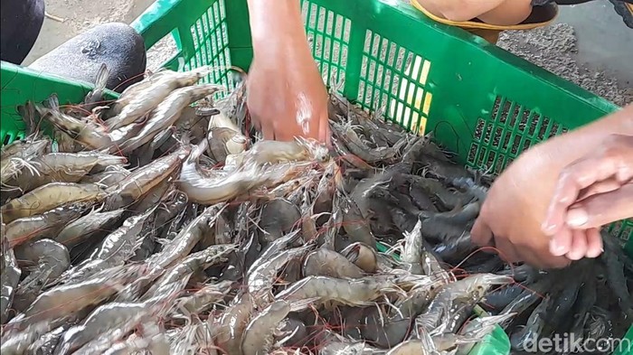 Hasil panen udang vaname di Brebes. Foto diunggah Jumat (19/9/2025).
