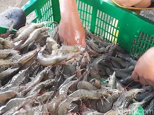 KKP soal AS Tarik Lagi Udang Beku Asal RI: Kasus Lawas