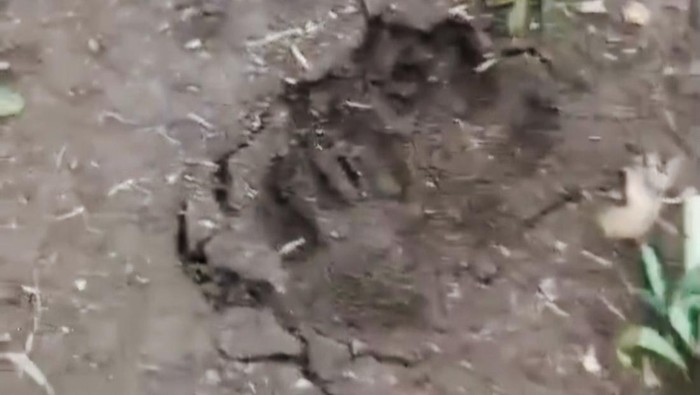 Jejak Misterius Ditemukan di Lembang, Warga Takut Itu Macan Tutul yang Kabur