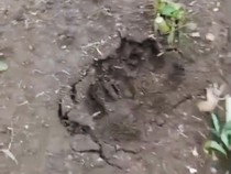 Jejak Misterius Ditemukan di Lembang, Warga Takut Itu Macan Tutul yang Kabur