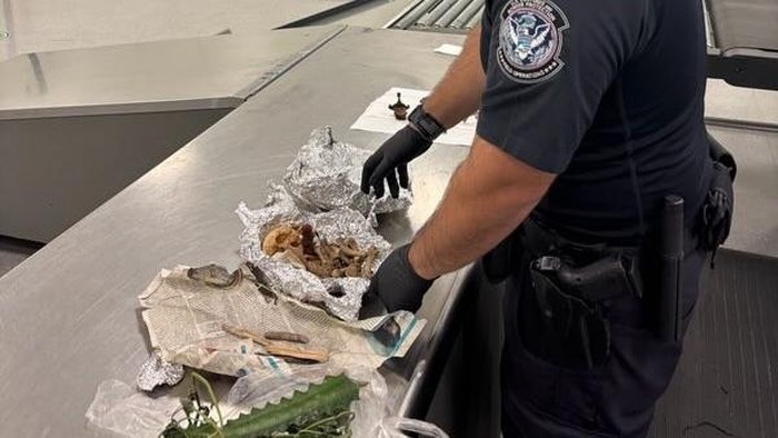 Penemuan tulang dan tengkorak manusia dalam tas penumpang di Bandara Tampa, Florida