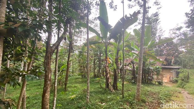 Rumah persembunyian Iwan pelaku pembunuhan terhadap Serda RS anggota TNI di Dusun Siwiu Kelurahan Kepil, Kecamatan Kepil Wonosobo.