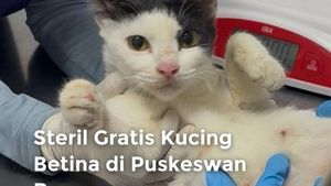Video: Steril Gratis Kucing Betina di Puskesmas Ragunan