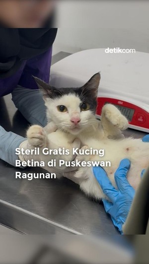 Video: Steril Gratis Kucing Betina di Puskesmas Ragunan