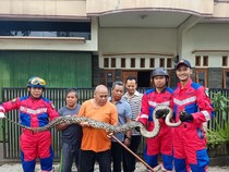 Marak Ular Masuk Rumah dan Pesatnya Alih Fungsi Lahan di Tasikmalaya
