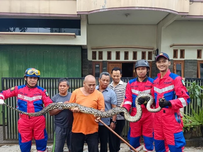 Warga menunjukkan ular sanca yang diamankan di sebuah perumahan di Kecamatan Mangkubumi Kota Tasikmalaya.