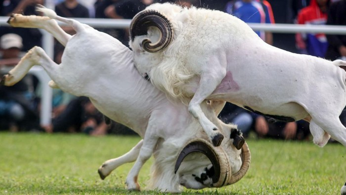 Dua ekor domba garut (Ovis aries) saat bertarung pada Seni Ketangkasan Domba Garut Piala Presiden 2025  di area Stadion Pakansari, Kabupaten Bogor, Jawa Barat, Sabtu (20/9/2025). Kegiatan yang diikuti ratusan peternak domba dari berbagai daerah di Jawa Barat tersebut bertujuan melestarikan budaya Sunda dan menganggkat potensi pariwisata serta sebagai ajang silaturahmi antara peternak dan tokoh masyarakat. ANTARA FOTO/Yulius Satria Wijaya/rwa.