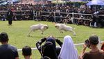 Serunya Nonton Adu Ketangkasan Domba Garut Piala Presiden 2025