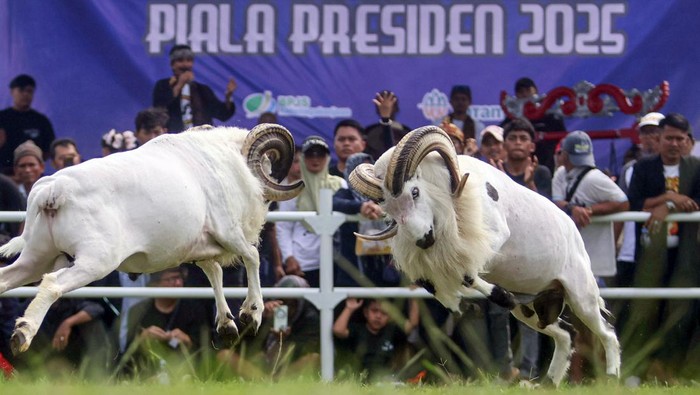 Adu ketangkasan domba garut Piala Presiden 2025 Dua ekor domba garut (Ovis aries) saat bertarung pada Seni Ketangkasan Domba Garut Piala Presiden 2025 di area Stadion Pakansari, Kabupaten Bogor, Jawa Barat, Sabtu (20/9/2025). Kegiatan yang diikuti ratusan peternak domba dari berbagai daerah di Jawa Barat tersebut bertujuan melestarikan budaya Sunda dan menganggkat potensi pariwisata serta sebagai ajang silaturahmi antara peternak dan tokoh masyarakat. ANTARA FOTO/Yulius Satria Wijaya/rwa.