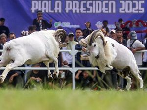 Serunya Nonton Adu Ketangkasan Domba Garut Piala Presiden 2025
