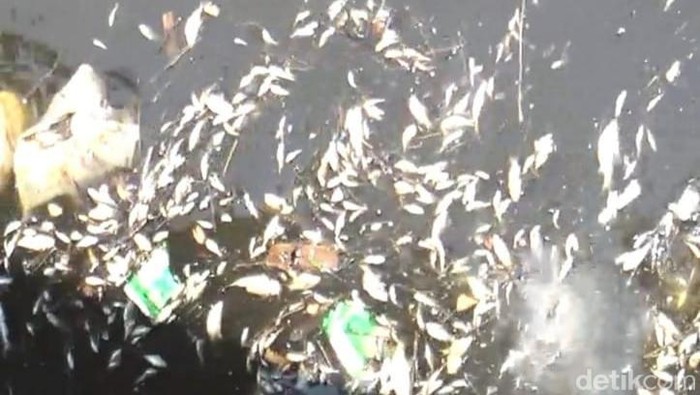 Ikan mati di Sungai Dengkeng, Cawas, Klaten.
