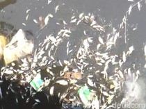 Waduh! Ikan di Sungai Dengkeng Klaten Mati Massal