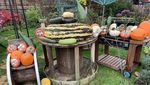 Unik! Pria Ini Sukses Panen Sayur dan Buah Raksasa di Halaman Rumah