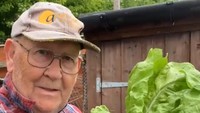 Di kebun Gerald yang berada di Cotswolds, Inggris, selembar sayur seladanya cukup untuk beberapa porsi salad. Ukuran daunnya saja lebih besar dari wajahnya. Foto: Twitter/geraldstratfor3