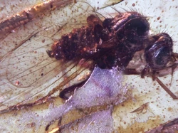 Ilmuwan Temukan Serangga Utuh Berusia 112 Juta Tahun