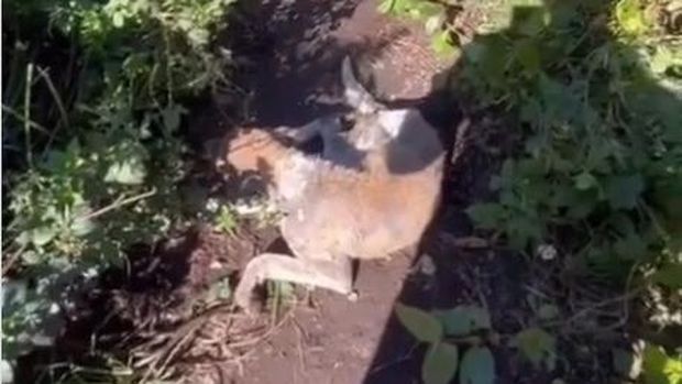 Anjing liar yang diduga rabies menggigit belasan pendaki di jalur pendakian Gunung Batukaru, Tabanan, Minggu (21/9/2025).