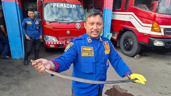 Evakuasi ular sawah kopi nyasar ke rumah warga Kuningan