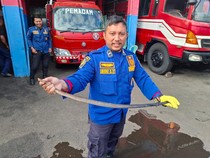 Ular Sawo Kopi Nyasar ke Rumah Warga, Terjebak di Pipa Antena TV