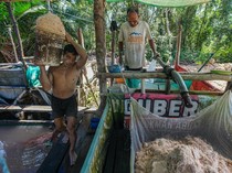 Mengintip Proses Tradisional Perajin Kendari Olah Tepung Sagu