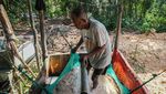 Mengintip Proses Tradisional Perajin Kendari Olah Tepung Sagu