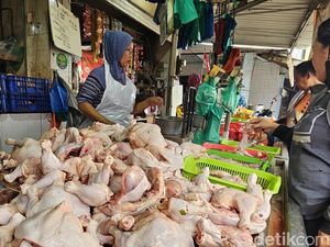 Stok Ayam Melimpah, Kenaikan Harga Dipicu Masalah Rantai Distribusi
