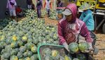 Rotasi Tanam Jadi Jurus Petani Lumajang Hadapi Ancaman Hama Tikus