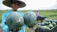 Selain mampu menekan risiko gagal panen, rotasi tanam ini juga memberikan nilai ekonomi tambahan. Semangka dari Desa Petahunan banyak dipasarkan ke berbagai daerah sekitar Lumajang dengan harga yang cukup menjanjikan. ANTARA FOTO/Irfan Sumanjaya