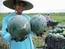 Rotasi Tanam Jadi Jurus Petani Lumajang Hadapi Ancaman Hama Tikus