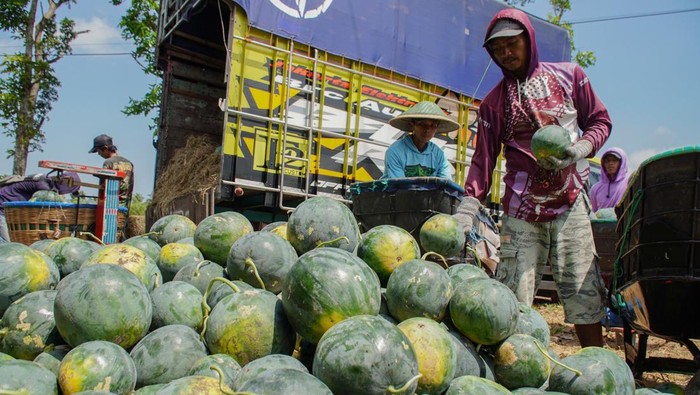 Rotasi Tanam Jadi Jurus Petani Lumajang Hadapi Ancaman Hama Tikus Petani menata semangka jenis Madrid hasil panen di Desa Petahunan, Lumajang, Jawa Timur, Minggu (21/9/2025). Lahan kas desa seluas 7.000 meter persegi yang sebelumnya hanya ditanami padi kini diterapkan rotasi tanam dengan menanam semangka saat musim kemarau dan padi pada musim hujan, menghasilkan sekitar 25 ton semangka per musim panen sebagai upaya mengantisipasi gagal panen akibat serangan hama tikus. ANTARA FOTO/Irfan Sumanjaya