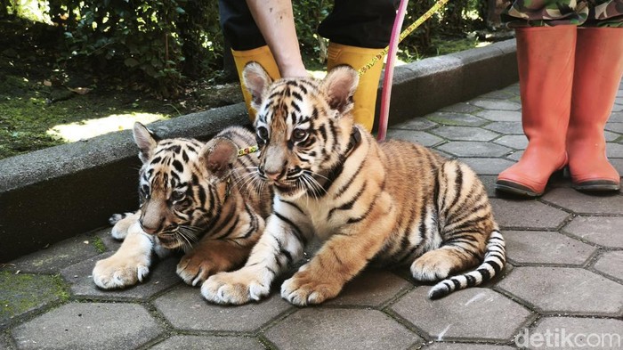 Anak harimau di Bandung Zoo, Senin (22/9/2025)