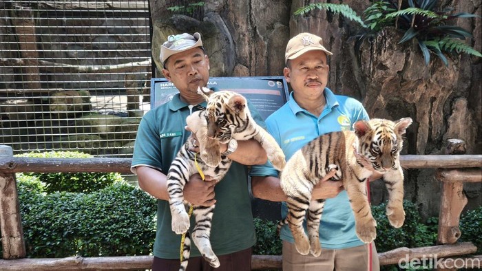 Anak harimau di Bandung Zoo, Senin (22/9/2025)