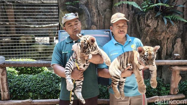 Anak harimau di Bandung Zoo, Senin (22/9/2025)