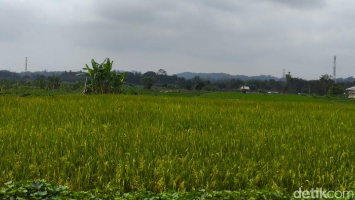 Area sawah di Kabupaten Kuningan